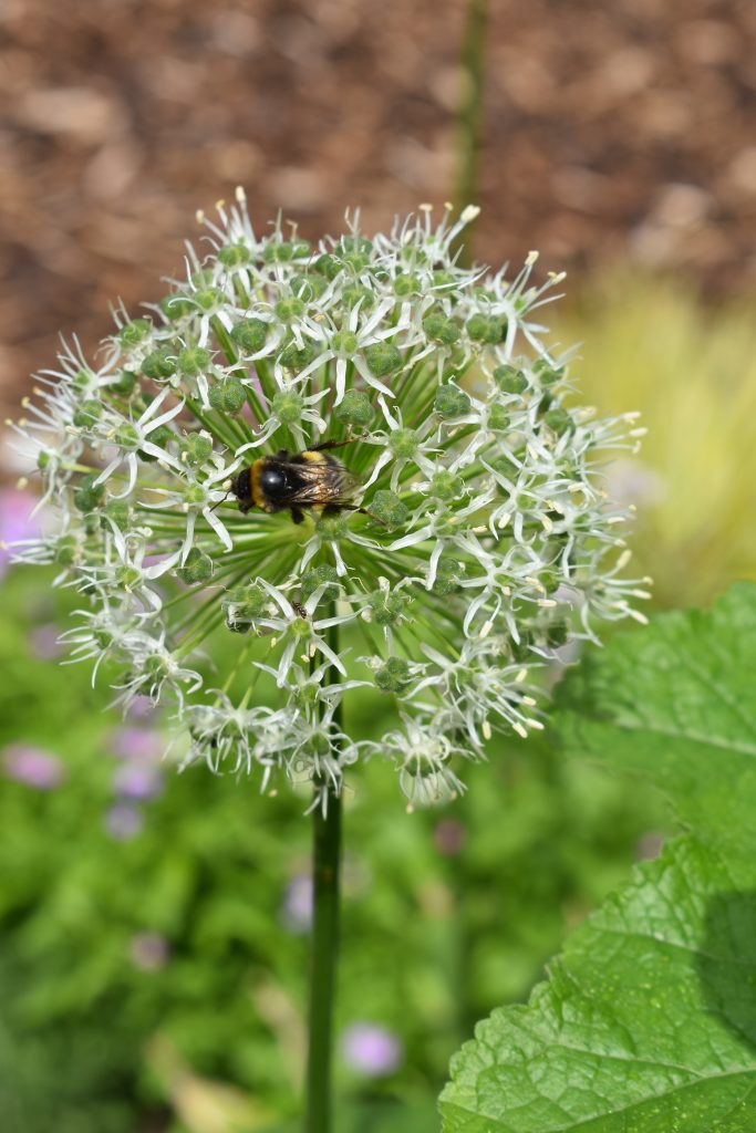 A bee enjoys the flowers of the Laudato Si' Centre