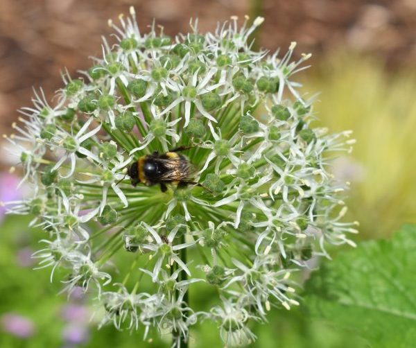 A bee enjoys the flowers of the Laudato Si' Centre