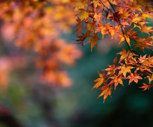 Golden autumn leaves against a blurred out green-blue background