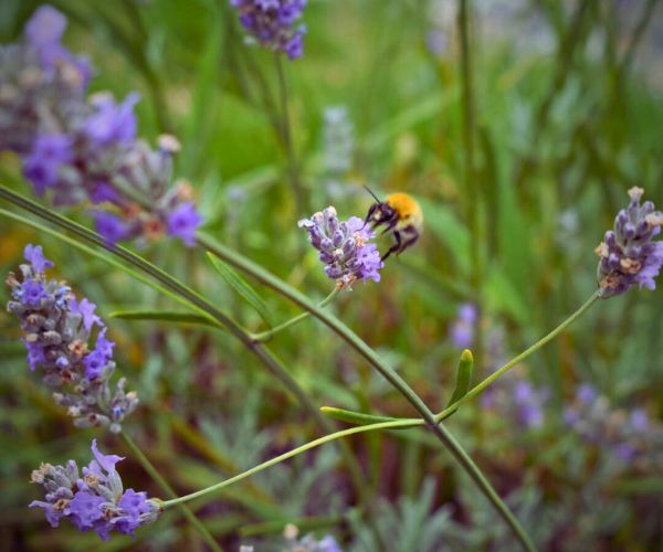 close up photos of a bee on the flowers of lavender