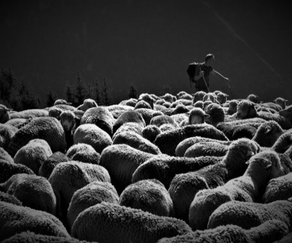 Black and white photo of a man surrounded by sheep
